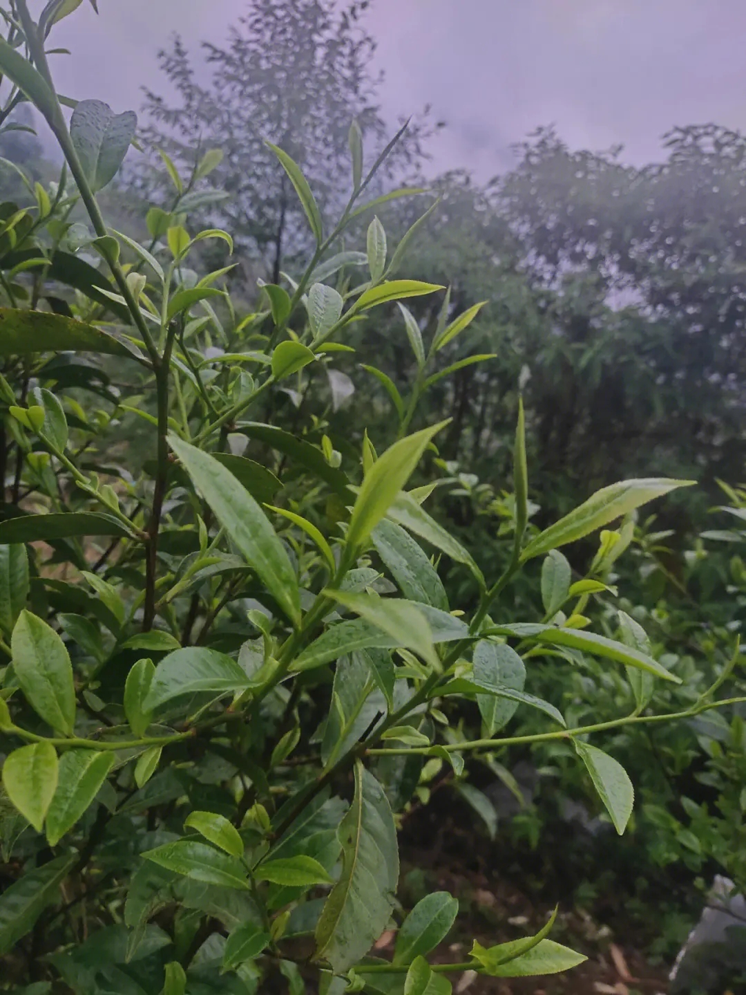 2023年薄荷塘古樹春茶特點？