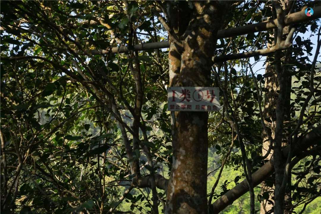 2023年薄荷塘古樹春茶價格是多少？