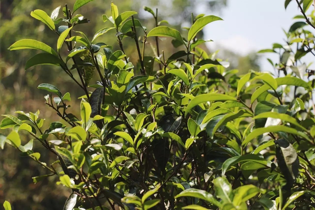 2023年彎弓古樹春茶品質(zhì)如何？