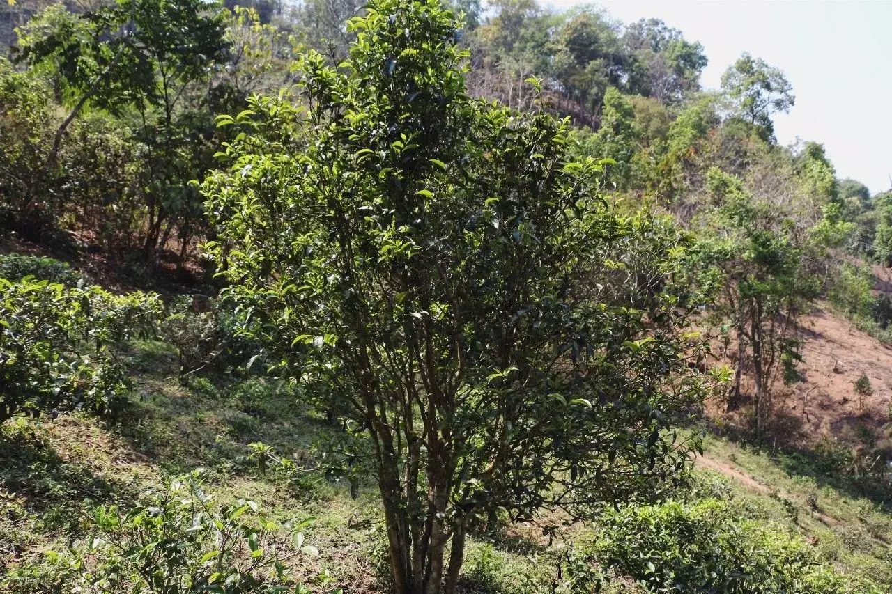 2023年彎弓古樹春茶價(jià)格是多少？