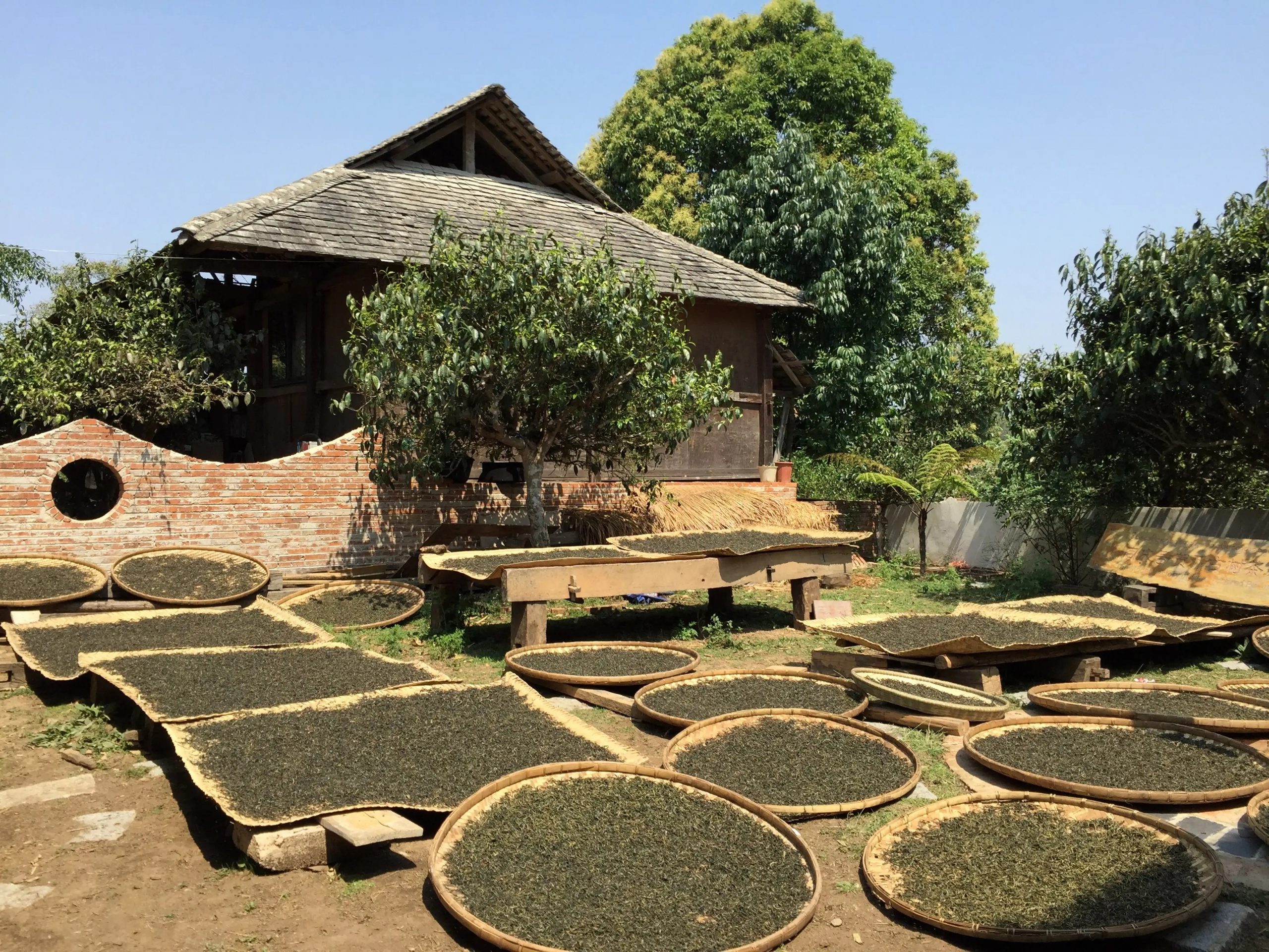 2023年彎弓古樹(shù)春茶多少一公斤？