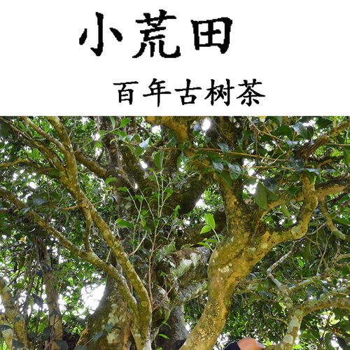 2023年勐庫小荒田古樹春茶特點？