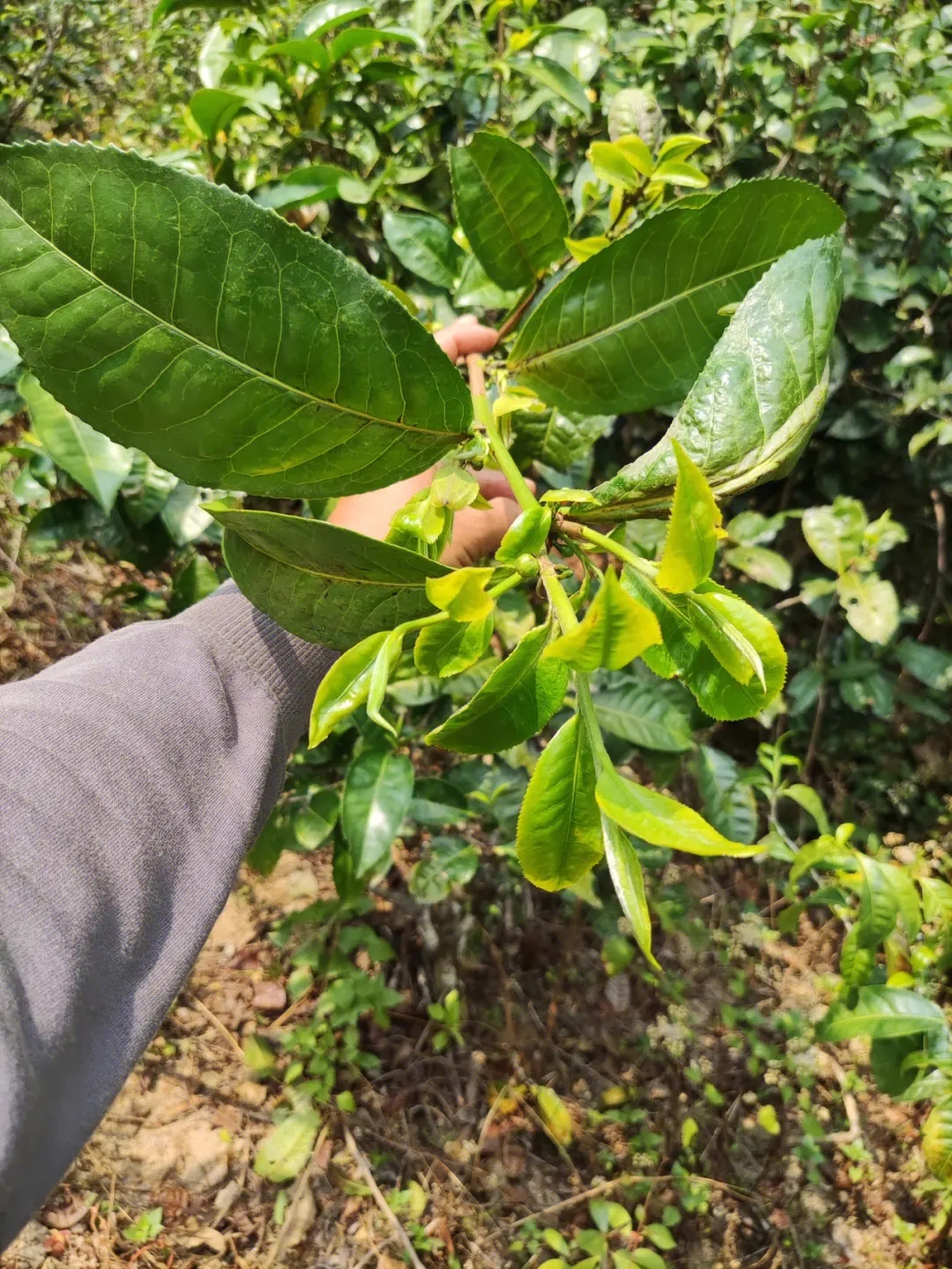 2023年勐庫(kù)小荒田古樹春茶品質(zhì)如何？