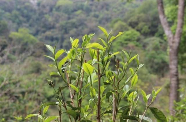 2023年勐庫那蕉古樹春茶品質(zhì)如何？