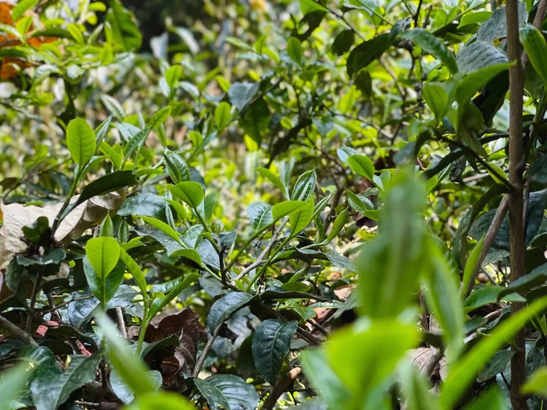 2023年勐庫那蕉古樹春茶多少一公斤？