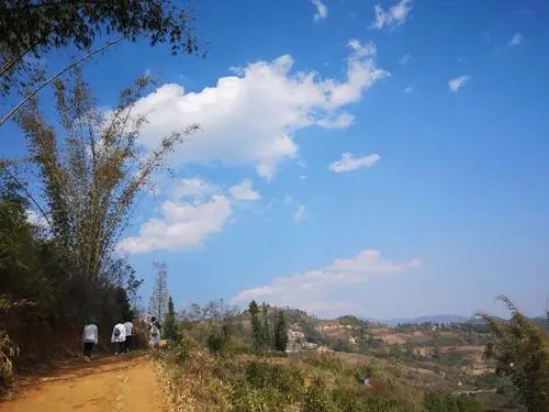 2023年勐庫豆腐寨古樹春茶特點是什么？