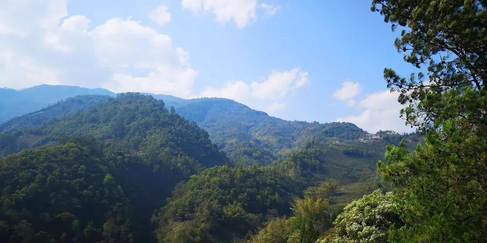 2023年勐庫豆腐寨古樹春茶品質(zhì)如何？