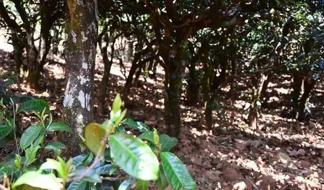 2023年勐庫豆腐寨古樹春茶價(jià)格是多少？