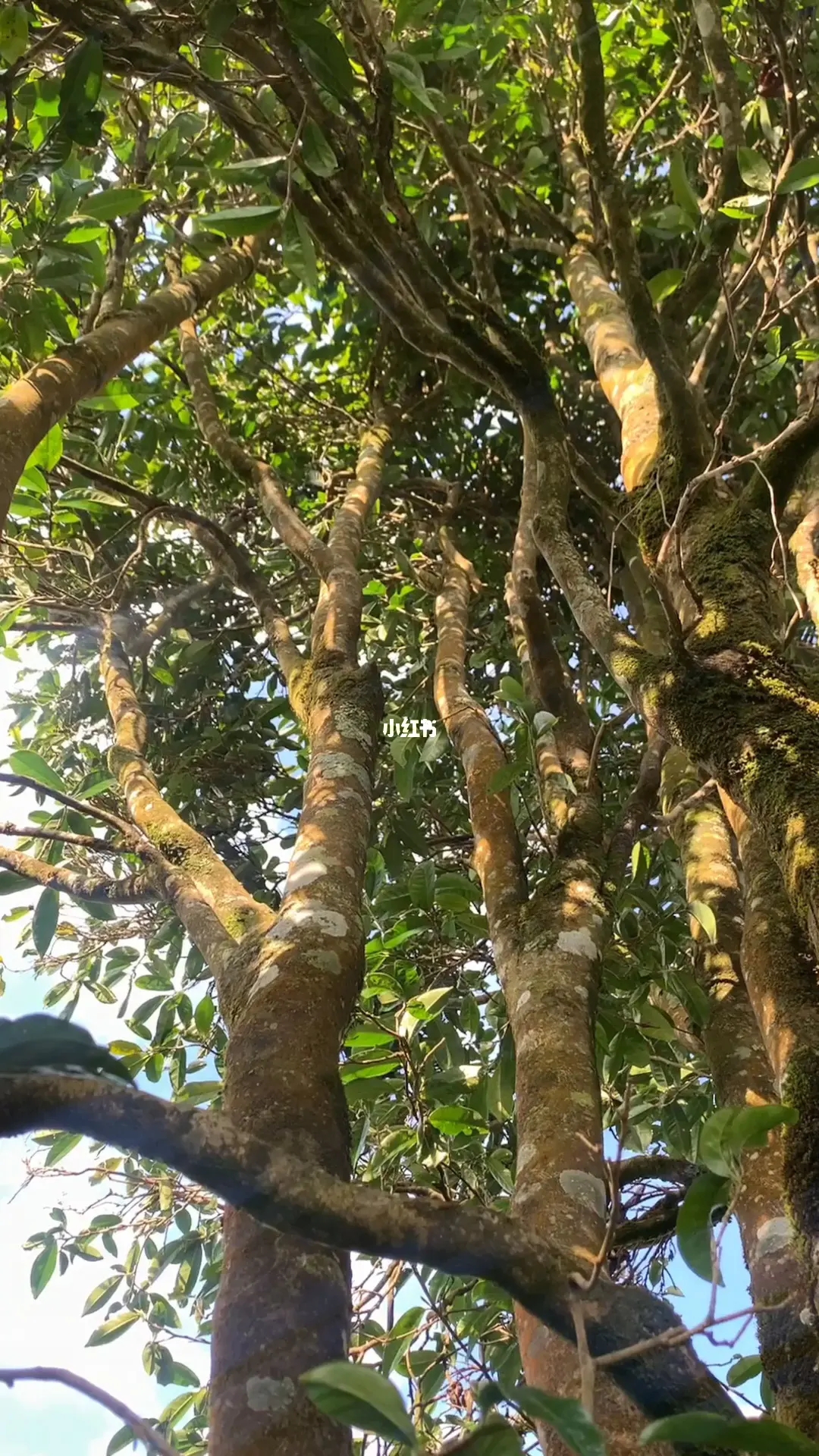 2023年勐庫河邊寨古樹春茶品質(zhì)如何？