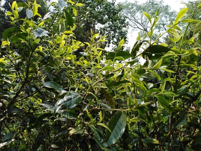 2023年勐庫河邊寨古樹春茶價(jià)格是多少？