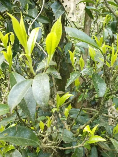 2023年勐庫河邊寨古樹春茶多少一公斤？