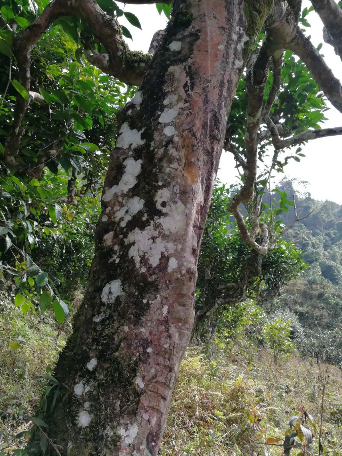 2023年麻栗坡古樹春茶特點(diǎn)是什么？