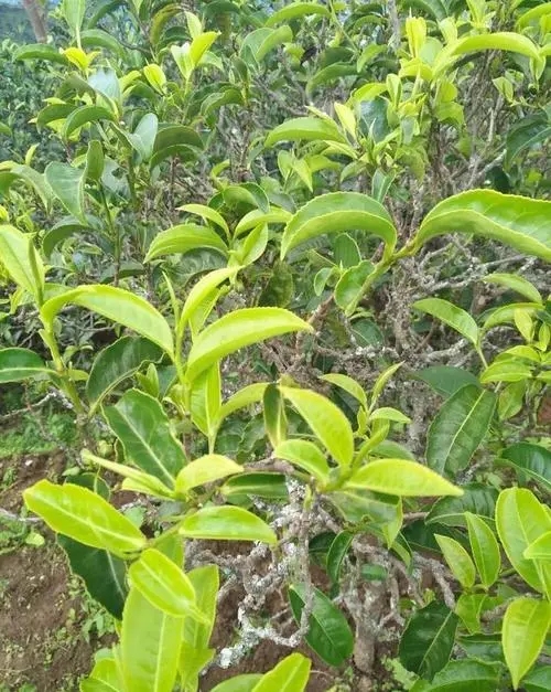 2023年鍋底塘古樹春茶品質(zhì)怎么樣？