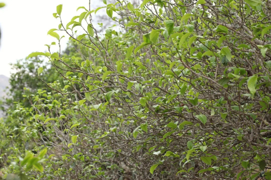 2023年鍋底塘古樹春茶價(jià)格多少？