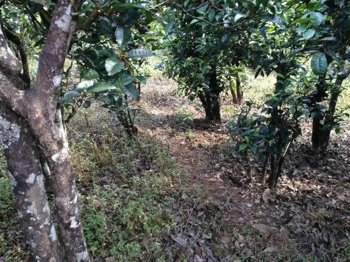 2023年永德大雪山古樹春茶價(jià)格是多少？