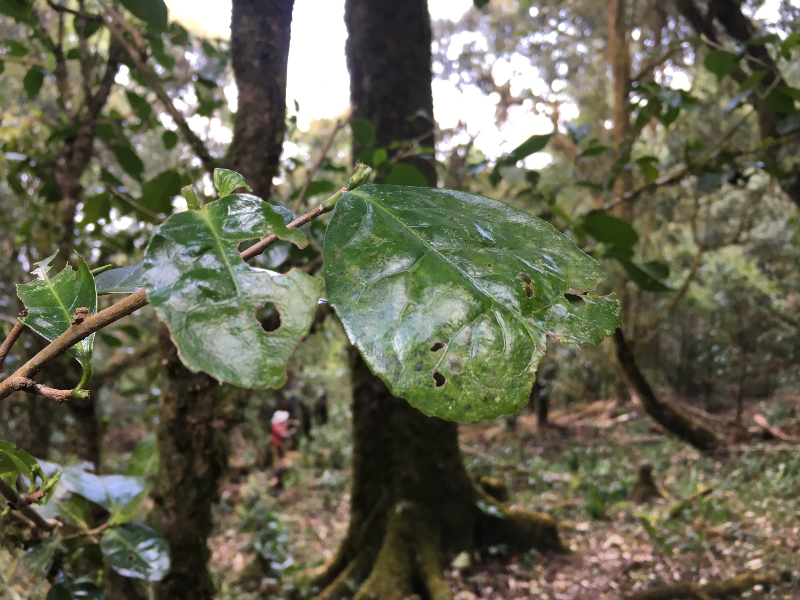 2023年永德大雪山古樹春茶多少一公斤？