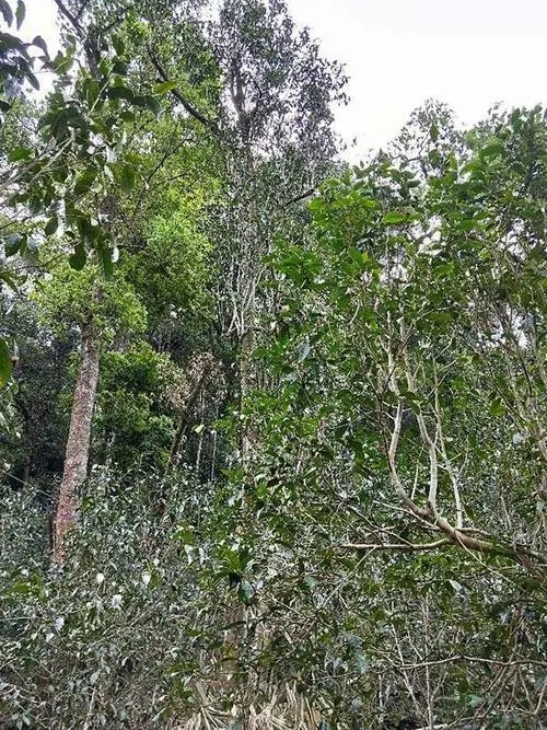 2023年多依樹古樹春茶品質(zhì)如何？