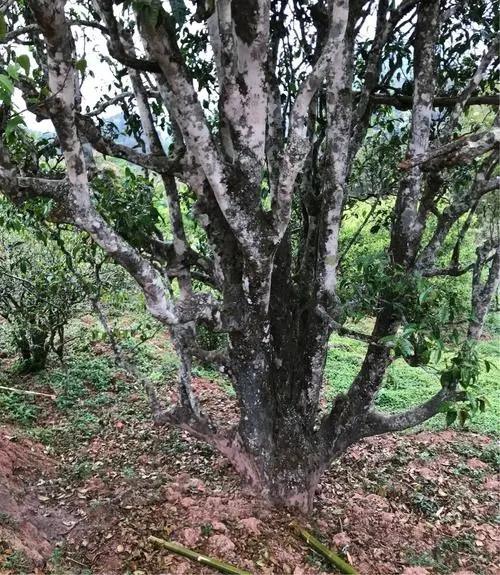 2023年易武張家灣古樹(shù)春茶特點(diǎn)是什么？