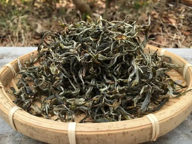 2023年易武張家灣古樹春茶品質如何？