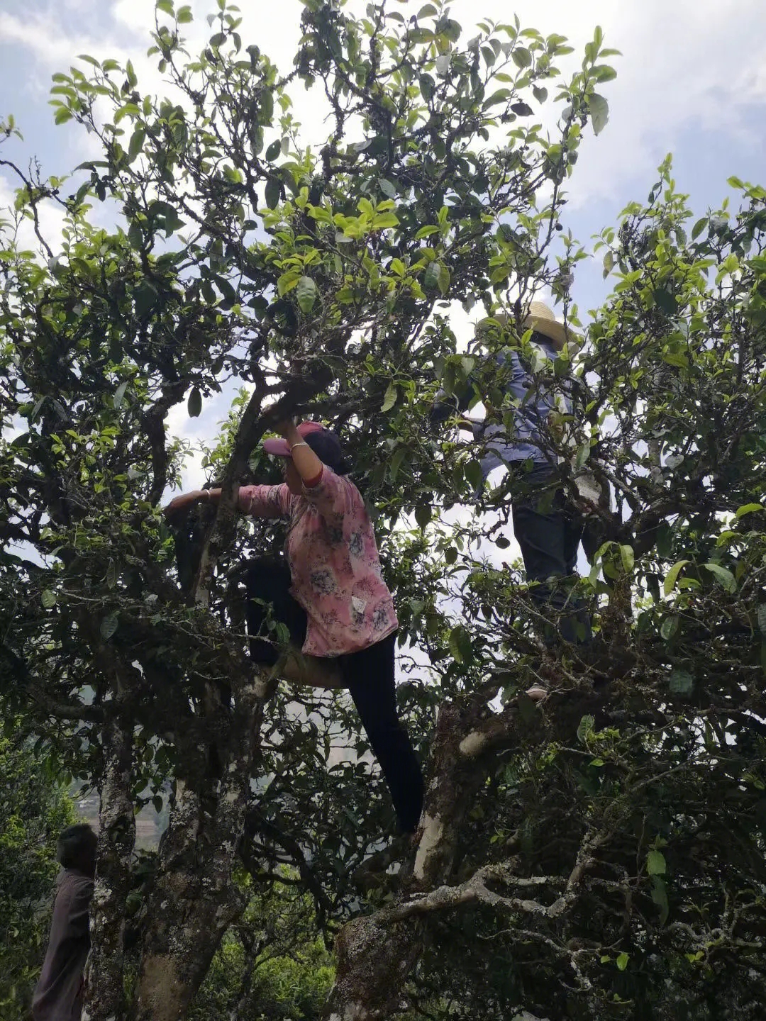 2023年寧洱擺尾箐古樹春茶特點是什么？