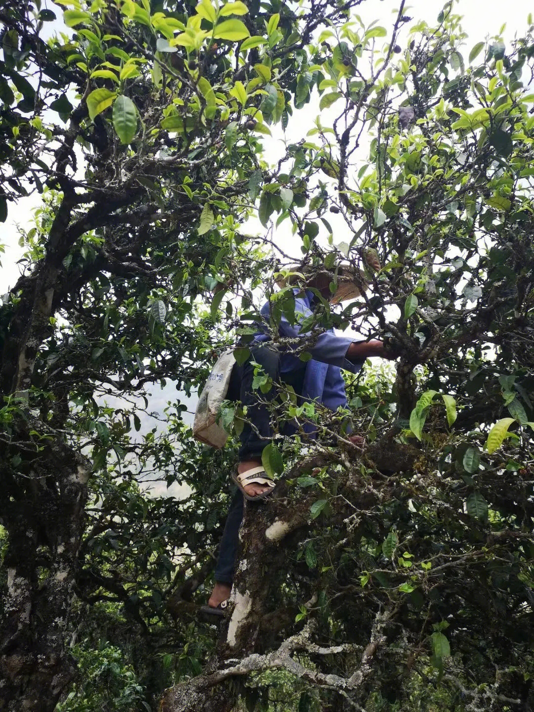 2023年寧洱擺尾箐古樹春茶品質(zhì)如何？