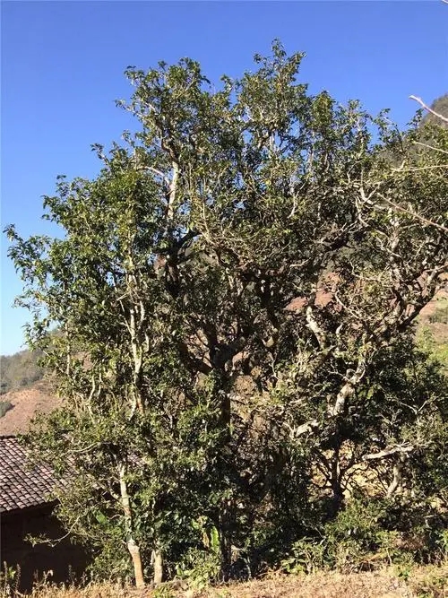 2023年寧洱擺尾箐古樹(shù)春茶價(jià)格是多少？