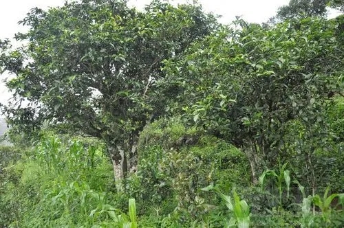 2023年鎮(zhèn)沅老海塘古樹(shù)春茶特點(diǎn) 是什么？