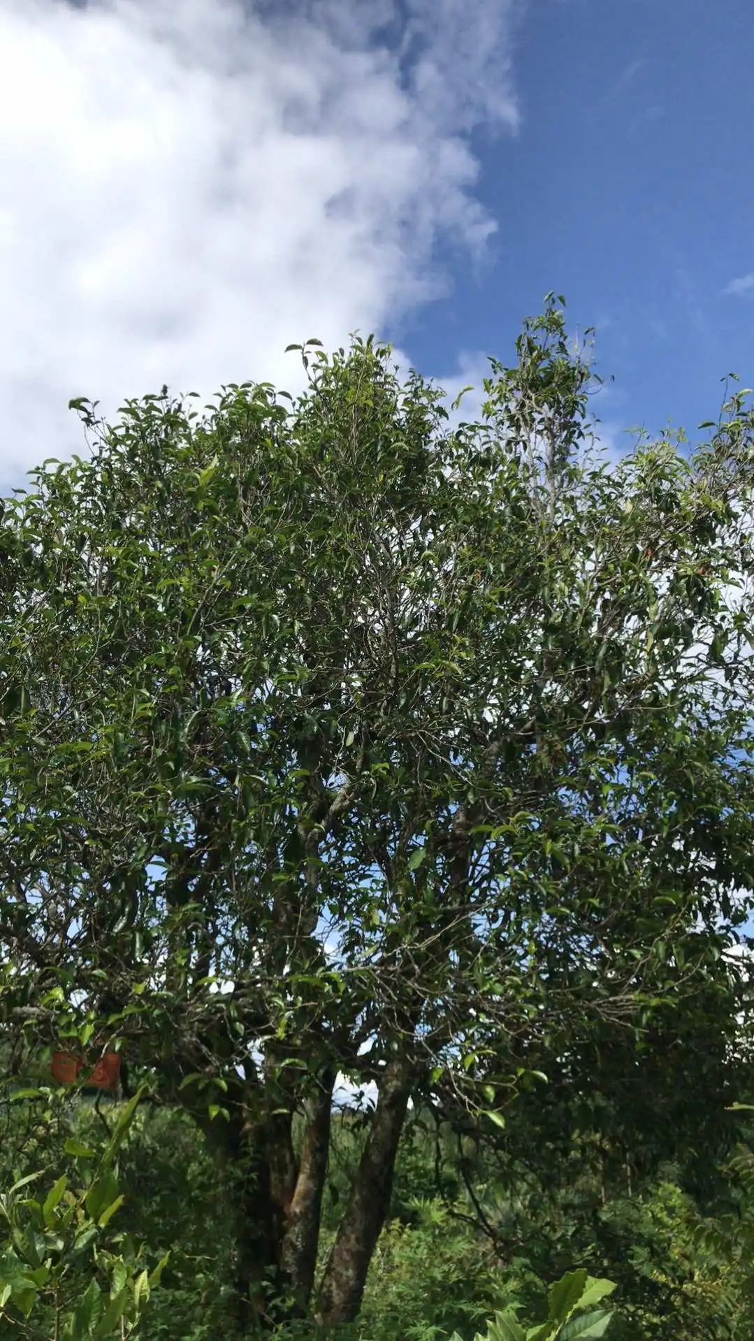 2023年鎮(zhèn)沅老烏山古樹(shù)春茶口感怎么樣？