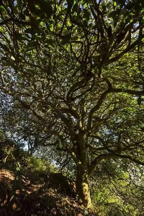 2023年鎮(zhèn)沅老烏山古樹春茶品質(zhì)如何？