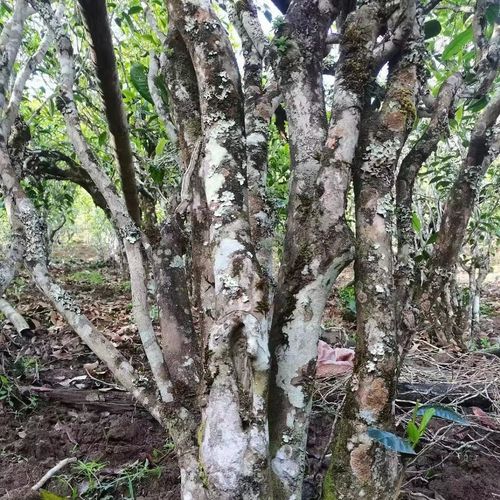 2023年鎮(zhèn)沅老烏山古樹春茶價格是多少？