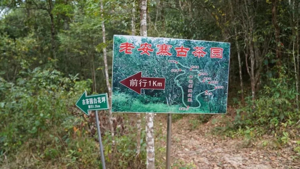 2023年普洱老安寨古樹春茶特點是什么？