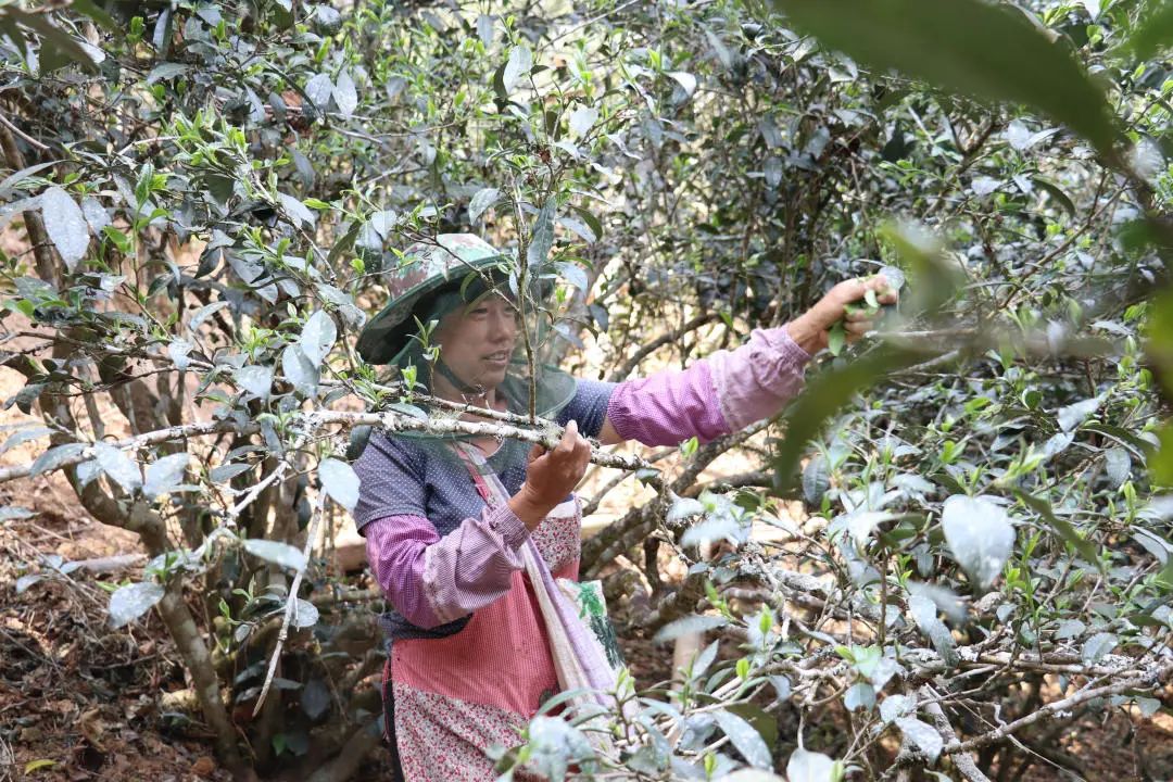 2023年普洱老安寨古樹春茶口感怎么樣？