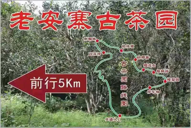 2023年普洱老安寨古樹(shù)春茶品質(zhì)如何？