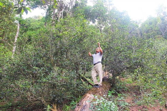 2023年普洱老安寨古樹春茶價(jià)格是多少？