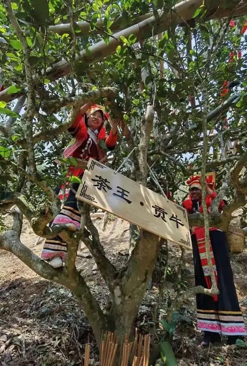 2023年普洱老安寨古樹(shù)春茶多少一公斤？