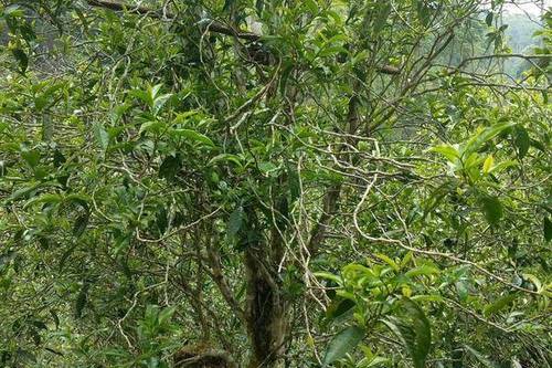 2023年千家寨古樹(shù)春茶口感怎么樣？