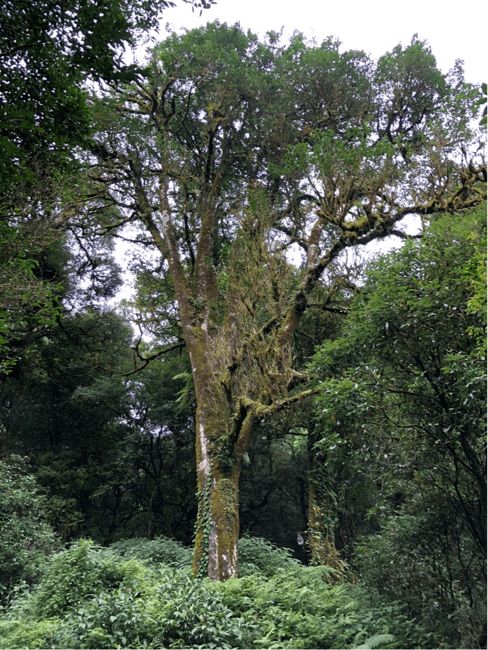 2023年千家寨古樹(shù)春茶價(jià)格是多少？