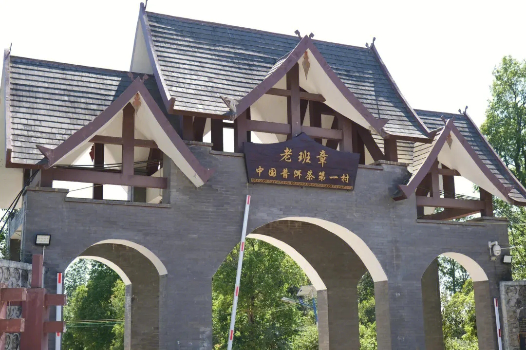 2024年老班章古樹春茶價(jià)格是多少？