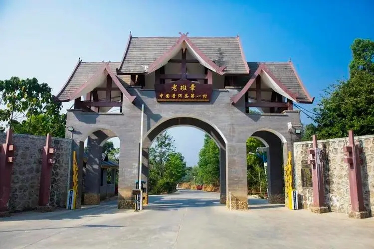 2024年老班章古樹(shù)春茶口感是什么？