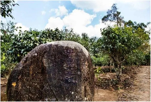 2024年老班章古樹春茶多少一公斤？