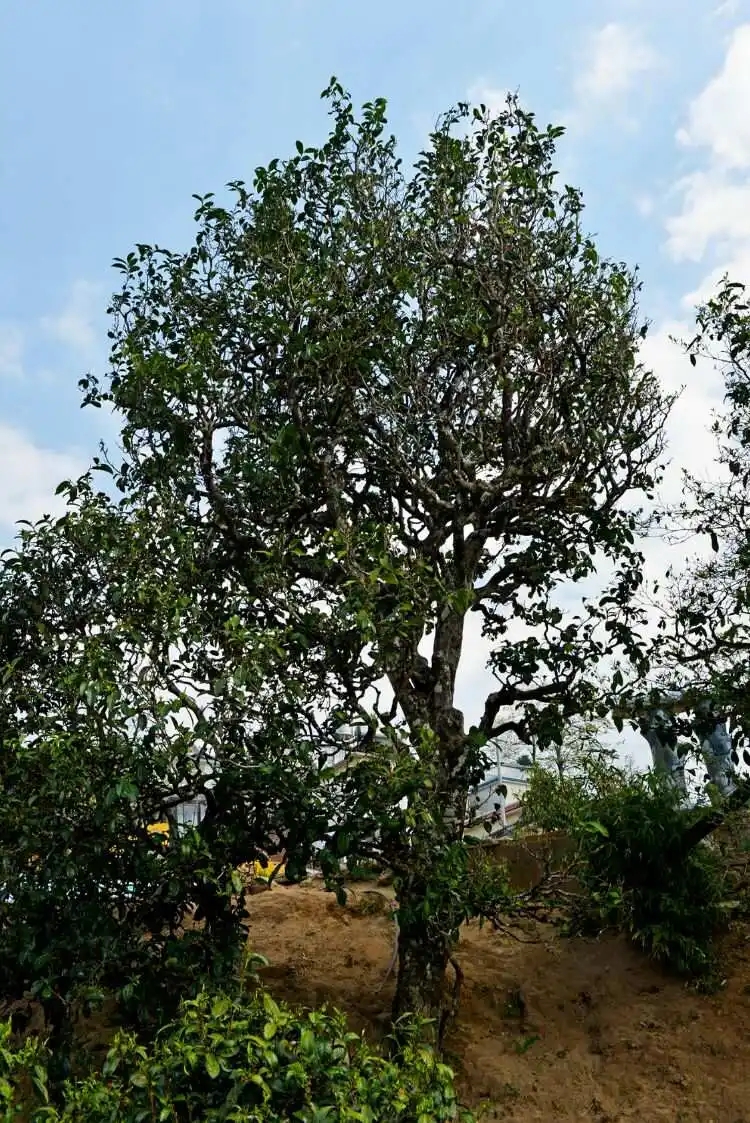 2024年冰島老寨古樹春茶口感是什么？