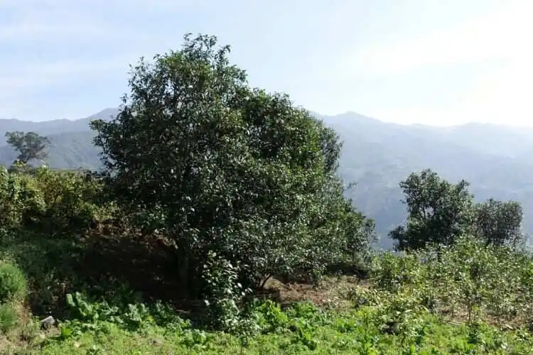 2024年冰島老寨古樹春茶特點(diǎn)是什么？