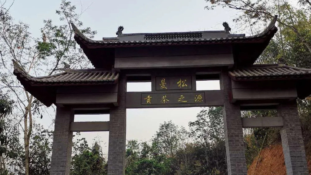 2024年曼松古樹春茶品質(zhì)如何？