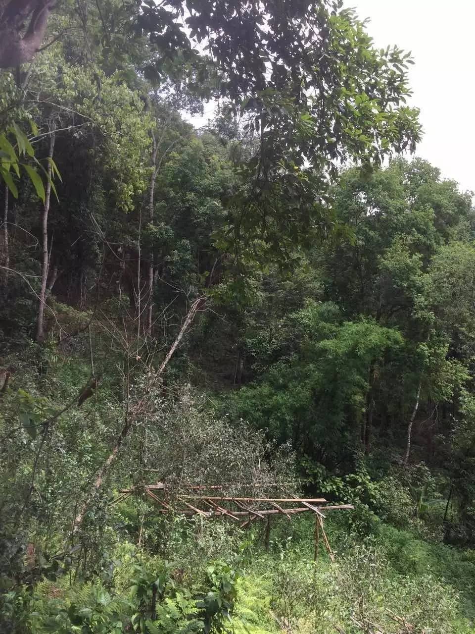 2024年曼松古樹春茶特點(diǎn)是什么？