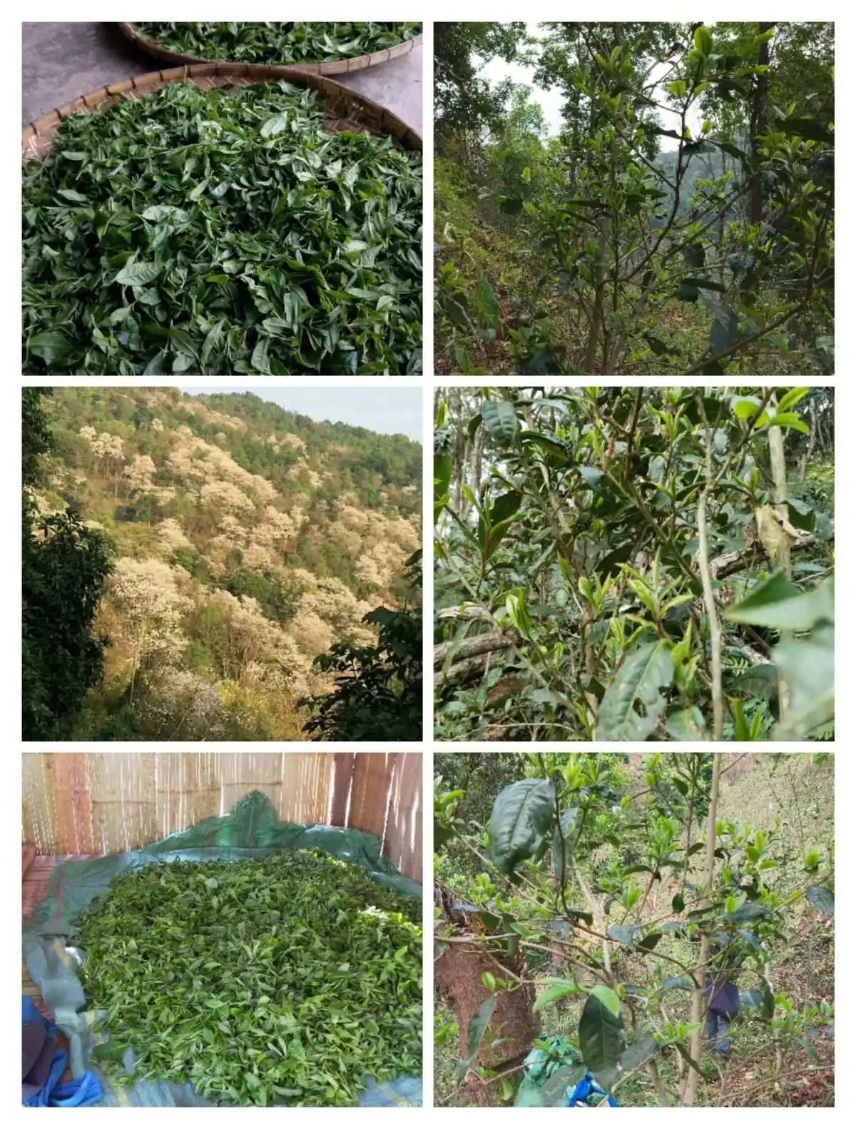 2024年曼松古樹春茶價(jià)格是多少？