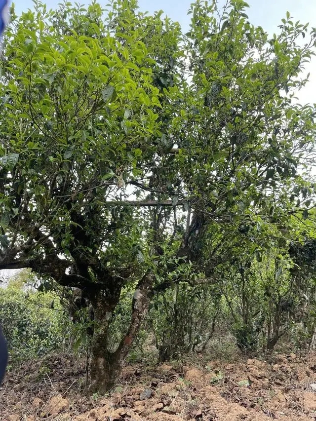 2024年薄荷塘古樹(shù)春茶價(jià)格是多少？