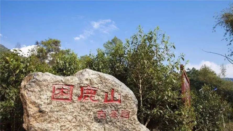 2024年困鹿山古樹春茶特點是什么？