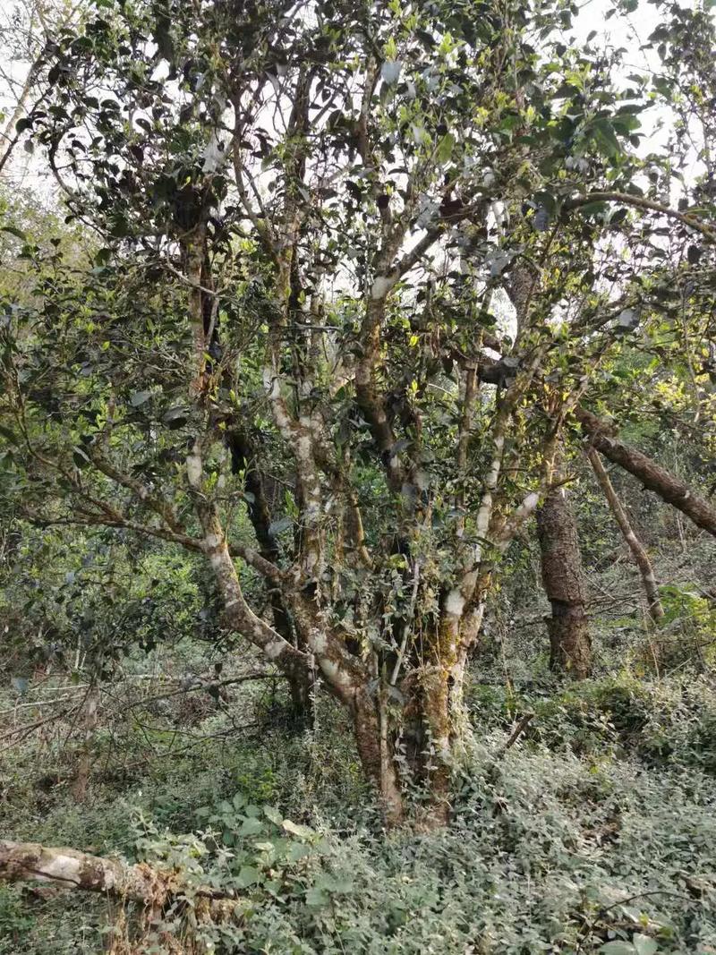 2024年迷帝古樹春茶口感如何？