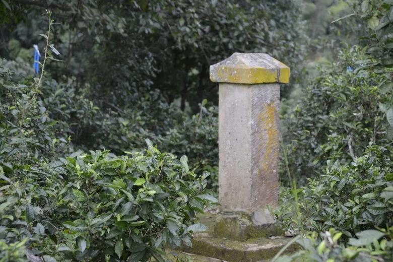 2024年迷帝古樹春茶價(jià)格是多少？