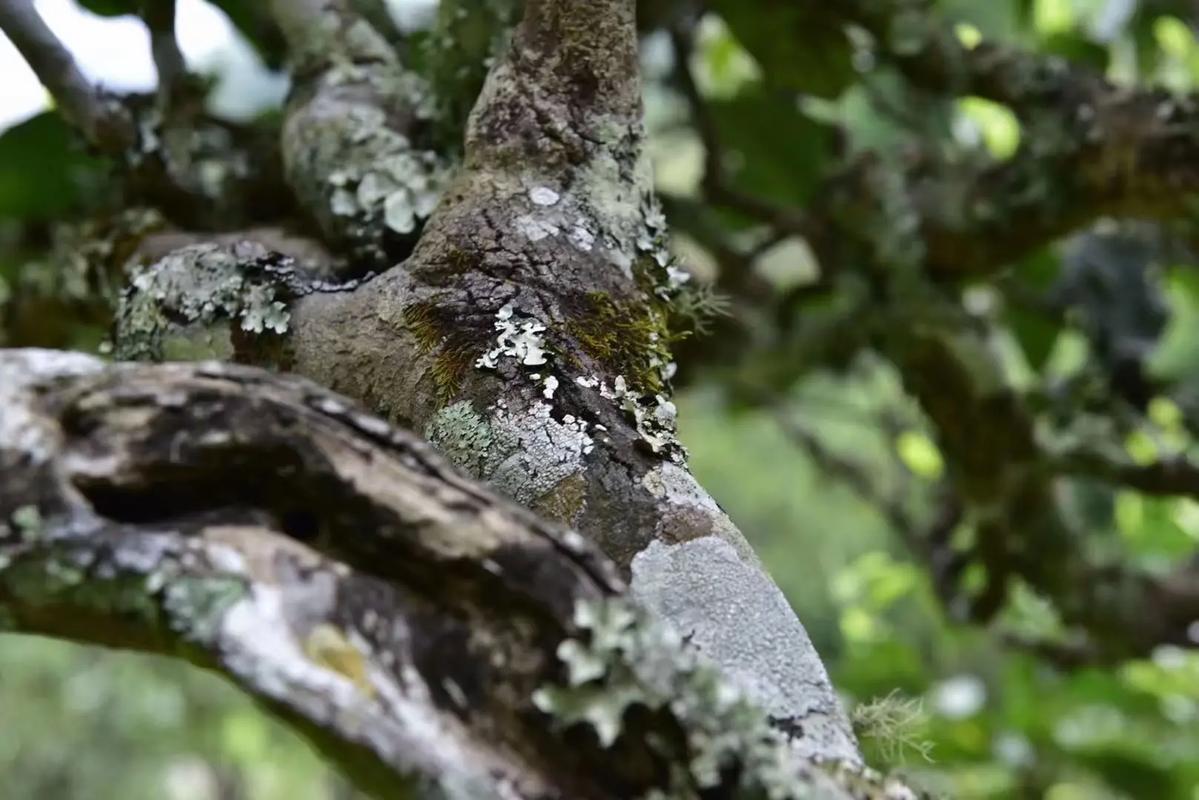 2024年迷帝古樹春茶多少錢一公斤？